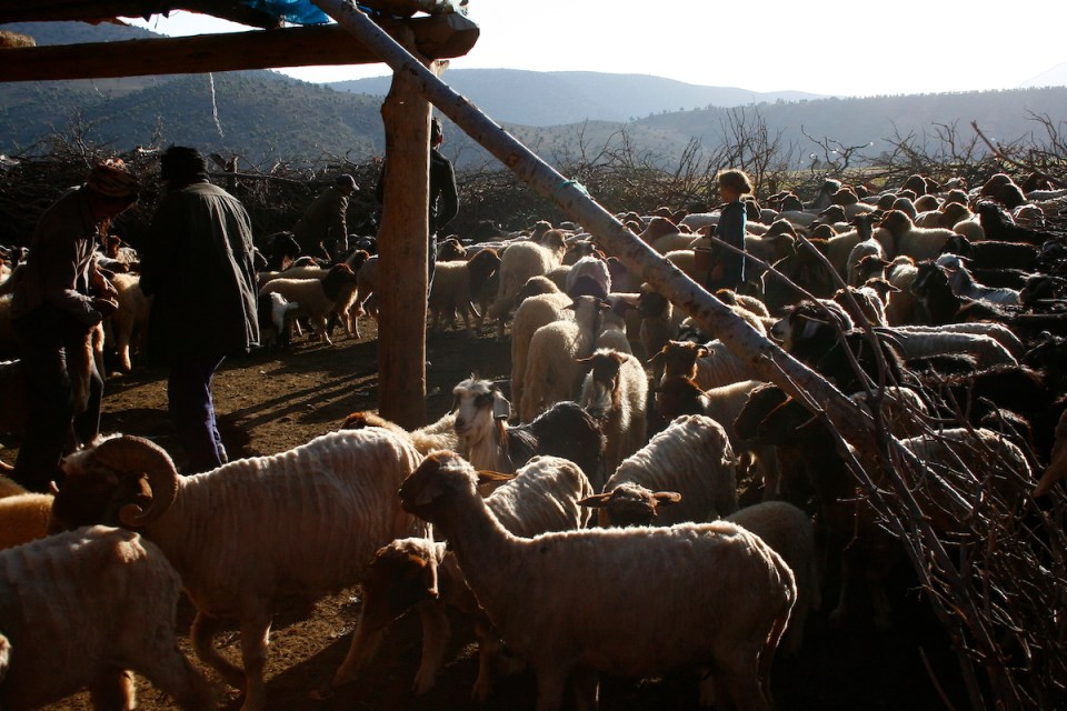 Ovejas en el cortijo. Foto Fran